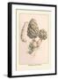 Morchella Esculenta-William Hamilton Gibson-Framed Art Print