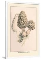 Morchella Esculenta-William Hamilton Gibson-Framed Art Print