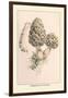 Morchella Esculenta-William Hamilton Gibson-Framed Art Print