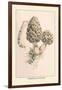 Morchella Esculenta-William Hamilton Gibson-Framed Art Print