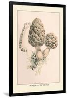 Morchella Esculenta-William Hamilton Gibson-Framed Art Print
