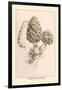 Morchella Esculenta-William Hamilton Gibson-Framed Art Print