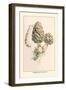 Morchella Esculenta-William Hamilton Gibson-Framed Art Print