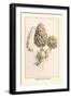 Morchella Esculenta-William Hamilton Gibson-Framed Art Print