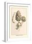 Morchella Esculenta-William Hamilton Gibson-Framed Art Print