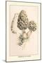 Morchella Esculenta-William Hamilton Gibson-Mounted Art Print