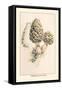 Morchella Esculenta-William Hamilton Gibson-Framed Stretched Canvas