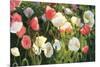 Morden's Blush-Shirley Novak-Mounted Premium Giclee Print