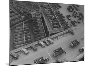 More Cattle Arriving at an Already Overcrowded Stockyard-null-Mounted Photographic Print