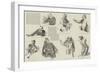 More Debating Society Sketches-null-Framed Giclee Print