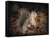 More Than You Can Chew Squirrel-Jai Johnson-Framed Stretched Canvas