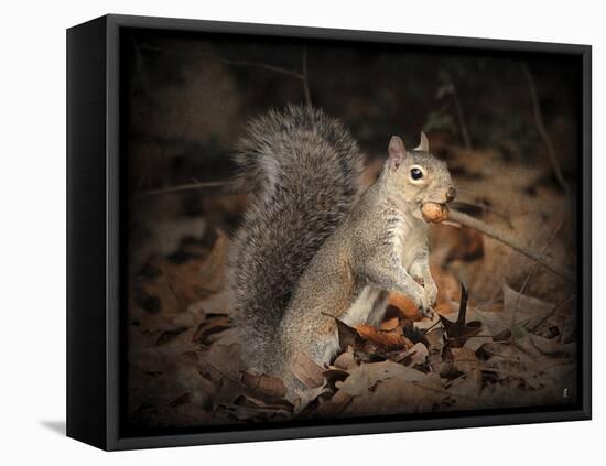 More Than You Can Chew Squirrel-Jai Johnson-Framed Stretched Canvas