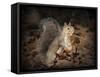 More Than You Can Chew Squirrel-Jai Johnson-Framed Stretched Canvas