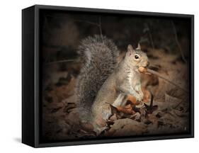 More Than You Can Chew Squirrel-Jai Johnson-Framed Stretched Canvas