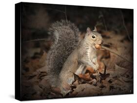 More Than You Can Chew Squirrel-Jai Johnson-Stretched Canvas