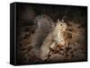 More Than You Can Chew Squirrel-Jai Johnson-Framed Stretched Canvas