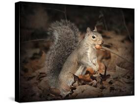 More Than You Can Chew Squirrel-Jai Johnson-Stretched Canvas