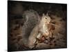More Than You Can Chew Squirrel-Jai Johnson-Stretched Canvas