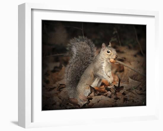 More Than You Can Chew Squirrel-Jai Johnson-Framed Giclee Print