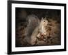 More Than You Can Chew Squirrel-Jai Johnson-Framed Giclee Print