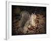 More Than You Can Chew Squirrel-Jai Johnson-Framed Giclee Print