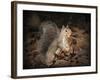 More Than You Can Chew Squirrel-Jai Johnson-Framed Giclee Print