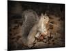 More Than You Can Chew Squirrel-Jai Johnson-Mounted Giclee Print