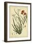 Morea and Ixia, Pl. CCXXXIX-Phillip Miller-Framed Art Print