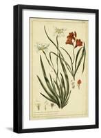 Morea and Ixia, Pl. CCXXXIX-Phillip Miller-Framed Art Print