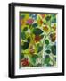 Morea Garden-Kim Parker-Framed Giclee Print