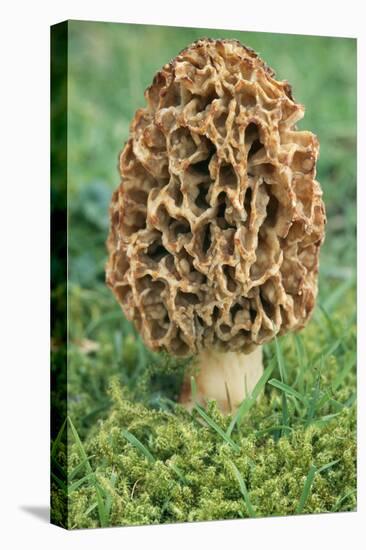 Morel Fungi-null-Stretched Canvas