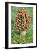 Morel Fungi-null-Framed Photographic Print