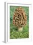 Morel Fungi-null-Framed Photographic Print