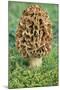 Wood Mount