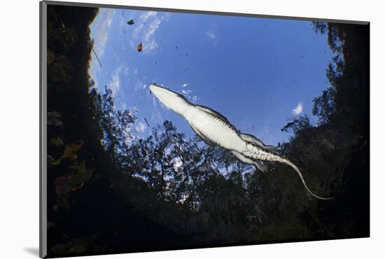 Morelet's Crocodile (Crocodylus Moreletii) in Sinkhole-Claudio Contreras-Mounted Photographic Print