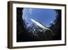 Morelet's Crocodile (Crocodylus Moreletii) in Sinkhole-Claudio Contreras-Framed Photographic Print