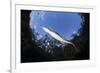 Morelet's Crocodile (Crocodylus Moreletii) in Sinkhole-Claudio Contreras-Framed Photographic Print