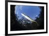 Morelet's Crocodile (Crocodylus Moreletii) in Sinkhole-Claudio Contreras-Framed Photographic Print