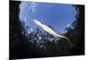 Morelet's Crocodile (Crocodylus Moreletii) in Sinkhole-Claudio Contreras-Mounted Photographic Print