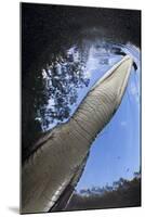 Morelet's Crocodile (Crocodylus Moreletii) in Sinkhole-Claudio Contreras-Mounted Photographic Print