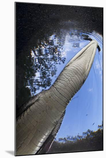 Morelet's Crocodile (Crocodylus Moreletii) in Sinkhole-Claudio Contreras-Mounted Photographic Print