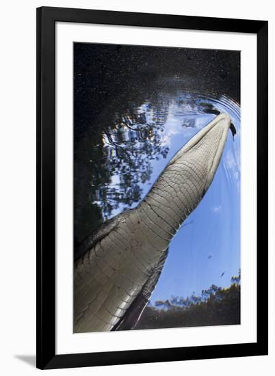 Morelet's Crocodile (Crocodylus Moreletii) in Sinkhole-Claudio Contreras-Framed Photographic Print