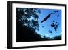 Morelet's Crocodile (Crocodylus Moreletii) Silhouetted in Sinkhole-Claudio Contreras-Framed Photographic Print