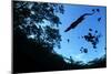 Morelet's Crocodile (Crocodylus Moreletii) Silhouetted in Sinkhole-Claudio Contreras-Mounted Photographic Print