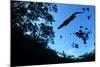 Morelet's Crocodile (Crocodylus Moreletii) Silhouetted in Sinkhole-Claudio Contreras-Mounted Photographic Print