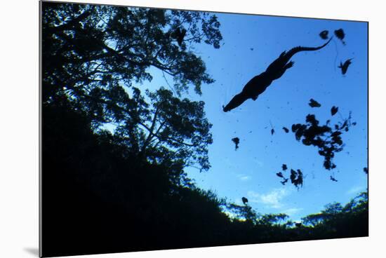 Morelet's Crocodile (Crocodylus Moreletii) Silhouetted in Sinkhole-Claudio Contreras-Mounted Photographic Print