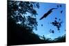 Morelet's Crocodile (Crocodylus Moreletii) Silhouetted in Sinkhole-Claudio Contreras-Mounted Photographic Print