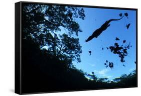 Morelet's Crocodile (Crocodylus Moreletii) Silhouetted in Sinkhole-Claudio Contreras-Framed Stretched Canvas