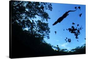 Morelet's Crocodile (Crocodylus Moreletii) Silhouetted in Sinkhole-Claudio Contreras-Stretched Canvas