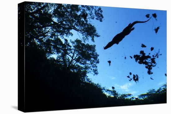 Morelet's Crocodile (Crocodylus Moreletii) Silhouetted in Sinkhole-Claudio Contreras-Stretched Canvas